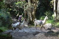 Canon EOS 5D Mark II, 2010:04:28 09:02:17 -- 1/100 sec, f/4.5.  No Flash, Compulsory.5616x3744 Off.