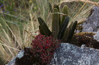 Canon EOS 5D Mark II, 2010:04:28 15:30:38 -- 1/60 sec, f/8.0.  No Flash, Compulsory.5616x3744 Off.