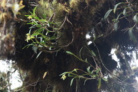 Canon EOS 5D Mark II, 2010:04:29 09:36:41 -- 1/125 sec, f/4.0.  No Flash, Compulsory.5616x3744 Off.