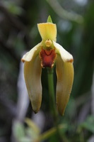 Canon EOS 5D Mark II, 2010:04:29 14:28:29 -- 1/80 sec, f/4.0.  No Flash, Compulsory.5616x3744 Off.