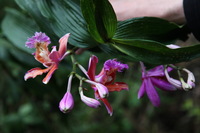 Canon EOS 5D Mark II, 2010:04:29 18:20:09 -- 1/60 sec, f/4.0.  No Flash, Compulsory.5616x3744 Off.