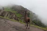 Canon EOS 5D Mark II, 2010:04:30 09:19:22 -- 1/125 sec, f/8.0.  No Flash, Compulsory.5616x3744 Off.