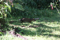 Canon EOS 5D Mark II, 2010:05:02 09:23:22 -- 1/100 sec, f/4.0.  No Flash, Compulsory.5616x3744 Off.