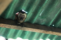 Canon EOS 5D Mark II, 2010:05:02 08:45:46 -- 1/100 sec, f/4.0.  No Flash, Compulsory.5616x3744 Off.