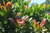 Canon EOS 5D Mark II, 2010:05:02 11:32:20 -- 1/125 sec, f/7.1.  No Flash, Compulsory.5616x3744 Off.