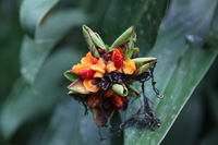 Canon EOS 5D Mark II, 2010:05:02 17:41:39 -- 1/100 sec, f/4.0.  No Flash, Compulsory.5616x3744 Off.