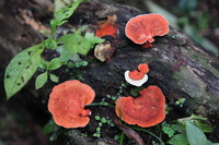 Canon EOS 5D Mark II, 2010:05:02 18:03:03 -- 1/100 sec, f/4.0.  No Flash, Compulsory.5616x3744 Off.