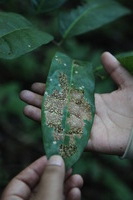 Canon EOS 5D Mark II, 2010:05:03 16:54:33 -- 1/40 sec, f/4.0.  No Flash, Compulsory.5616x3744 Off.