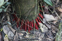 Canon EOS 5D Mark II, 2010:05:03 16:58:00 -- 1/10 sec, f/4.0.  No Flash, Compulsory.5616x3744 Off.