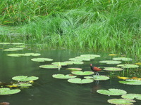 Canon PowerShot A590 IS, 2010:05:04 10:55:55 -- 1/100 sec, f/5.5.  No Flash, Auto.3264x2448 Red-Eye Reduction (Auto).