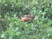 Canon PowerShot A590 IS, 2010:05:04 11:27:31 -- 1/100 sec, f/5.5.  No Flash, Auto.3264x2448 Red-Eye Reduction (Auto).