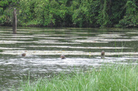 Canon PowerShot A590 IS, 2010:05:04 10:29:56 -- 1/100 sec, f/5.5.  No Flash, Auto.3264x2448 Red-Eye Reduction (Auto).