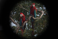 Canon EOS 5D Mark II, 2010:05:05 09:49:43 -- 1/60 sec, f/4.0.  No Flash, Compulsory.5616x3744 Off.