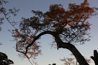 Canon EOS 5D Mark II, 2010:05:05 18:16:33 -- 1/100 sec, f/6.3.  No Flash, Compulsory.5616x3744 Off.