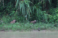 Canon EOS 5D Mark II, 2010:05:06 07:32:27 -- 1/100 sec, f/4.0.  No Flash, Compulsory.5616x3744 Off.