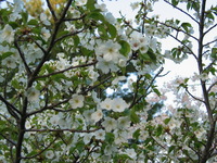 Canon PowerShot G3, 2003:04:27 19:45:48 -- 1/125 sec, f/3.2.  No Flash, Compulsory.2272x1704 Off.